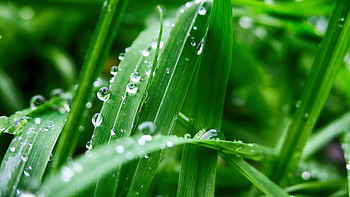 Closeup View Of Green Leaves Plant With Water Drops In Blur Background graphy HD wallpaper