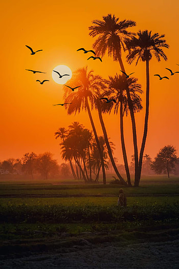 Sunset, plams, landscape, nature, silhouette HD phone wallpaper