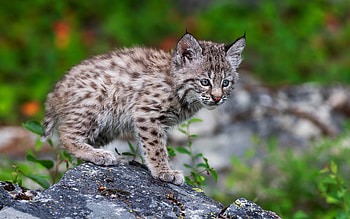 Lynx, animal, cute, cat HD wallpaper