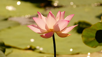 Lotus ultra HD wallpaper