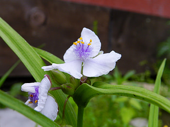 White Petals, White, graphy, Leaves, Flowers, Nature HD wallpaper