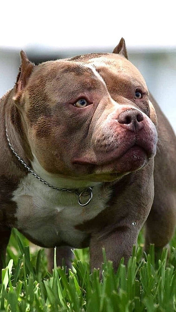 American Bully, Pitbull, dog breeds HD phone wallpaper