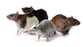 Rat , Cool , Texture Backgrounds, Rat Love HD wallpaper