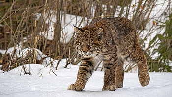 Lynx in Snow, animal, cat, lynx, snow HD wallpaper