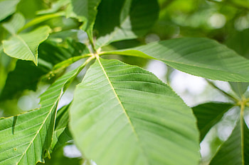 Buckeye Tree, Yellow blossoms, Purdue Fort Wayne, Woody perennial HD wallpaper