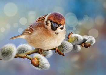 Spring, bokeh, blue, bird, alenaekaterinburg, brown, sparrow, fantasy, luminos, pasari HD wallpaper
