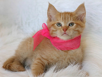 GINGER KITTY, GINGER, KITTY, , CAT HD wallpaper