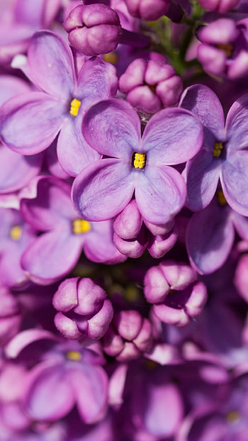Lilac, Purple Lilac HD phone wallpaper