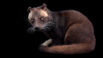 Joel Sartore's work, Vivid civet, Stunning wildlife, Natural beauty HD wallpaper