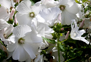Flowers, Drops, Close-Up, Freshness, Snow White, Lavatera HD wallpaper