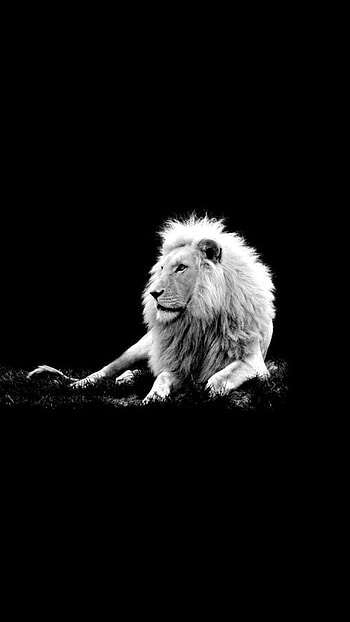 Black Lion, Sitting, Lion HD phone wallpaper