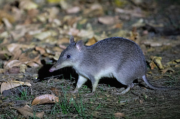 Long-nosed bandicoot, Unique species, Captivating ry, Wildlife portrayal HD wallpaper