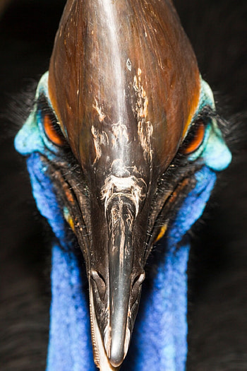Deadliest bird, Ancient relationship with humans, Prehistoric origins, Formidable predator HD phone wallpaper