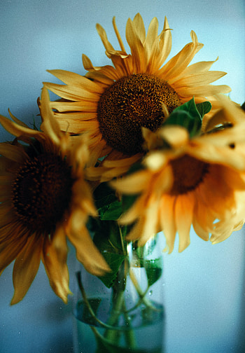 Flowers, Sunflowers, Bouquet, Vase HD phone wallpaper