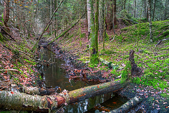 Landscape, Nature, Trees, Forest, Ditch HD wallpaper