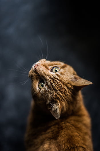 Charming tabby cat with green eyes gazing upward. Perfect for animal lovers. HD phone wallpaper