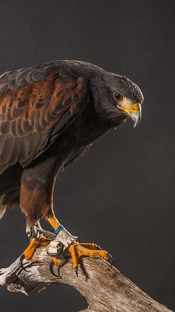 Harriss hawk, Samsung Galaxy , Google Pixel HD phone wallpaper