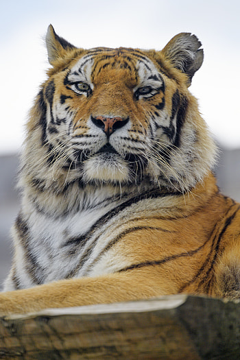 Animals, Muzzle, Predator, Big Cat, Sight, Opinion, Tiger HD phone wallpaper