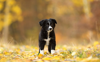 Loyal companion, Border Collie breed, Playful fetcher, Intelligent herder HD wallpaper