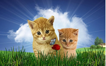 curious kitty cats, -cats, kitty, curious HD wallpaper