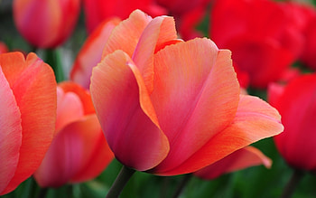 TULIPS, PETALS, LEAVES, COLORS, STEMS HD wallpaper