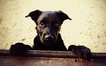 Animals, Dog, Muzzle, Paws, Catching Up, Overtake HD wallpaper