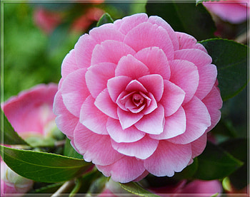 Heavenly pink rose, Delicate, Beautiful, Vibrant, Stunning, Pink, Rose HD wallpaper