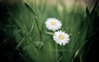 Flowers, Grass, Macro, Petals HD wallpaper