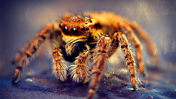 Insects spider wildlife nature animal arachnid insect close-up invertebrate . Android for . HD wallpaper