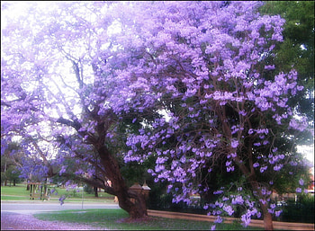 jacaranda, purple, spring, tree HD wallpaper