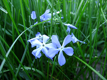 Flowers, Grass, Macro, Flora HD wallpaper