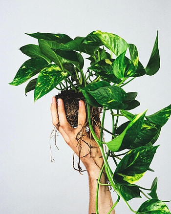 Leaves, Hand, Miscellanea, Miscellaneous, Indoor Plant, Houseplant HD phone wallpaper