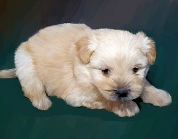Cute Puppy, cool, cute, puppy HD wallpaper
