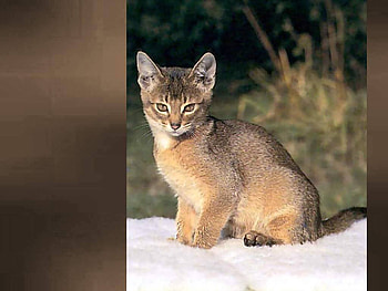 Cat, animal, kitten, pet HD wallpaper