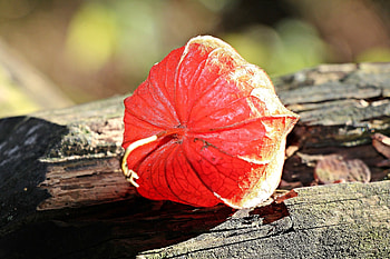 Food, Physalis plant, Red fruit, Sunlight HD wallpaper