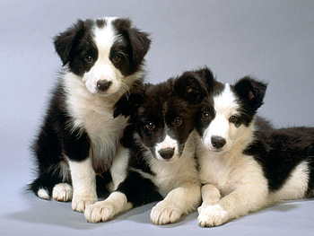Puppies, dog, animal, white, black, cute, puppy, border collie, paw, trio, caine HD wallpaper