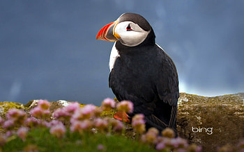 Puffin Seabird, birds, animals, cute, puffin HD wallpaper