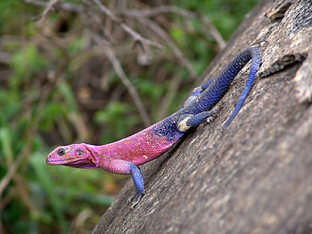 Garden Lizard, blue, pink, trunk, tail, lizard, legs, tree HD wallpaper
