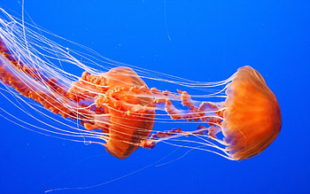 Jellyfish scenery, background , Oceanic landscapes, collection HD wallpaper