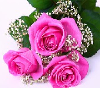 Pink Roses For U, softness, pastel, pink, roses, lovely, for you, beauty HD wallpaper