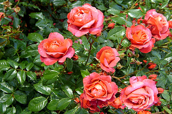 Flowers, Roses, Drops, Bush, Greens, Freshness HD wallpaper