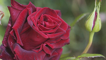 Plant, Macro, Rose Flower, Rose, Petals HD wallpaper