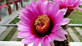Flowers, Leaves, Flower, Plant, Petals HD wallpaper