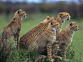 Animals, Cheetah HD wallpaper