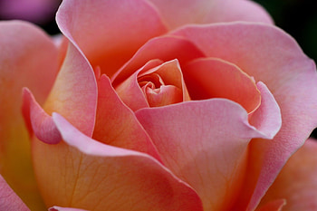 Rose, pink, flowers, flower HD wallpaper