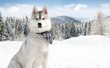 Aidi Dog, Winter wonderland, Playful snow, Canine joy HD wallpaper