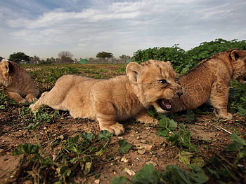 Lion Cubs, cats, cubs, lions, animals HD wallpaper