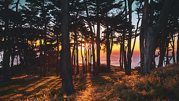 Coastal Tree Sunset at Lands End, California, trees, lincoln park, sunrays, usa, colors HD wallpaper