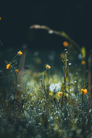 Flowers, Grass, Macro, Focus, Meadow HD phone wallpaper