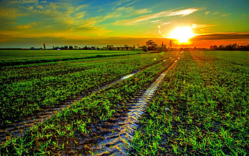 SUNSET, mark, field, landscape, track HD wallpaper
